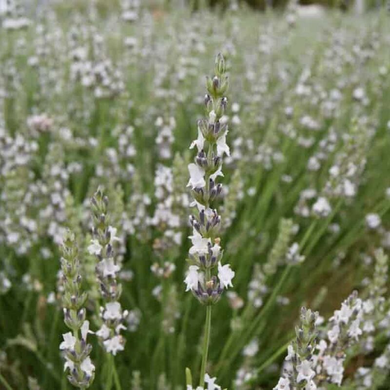 Lavandula × intermedia 'Edelweiss' 10-15 cm